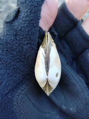Macoma inquinata
