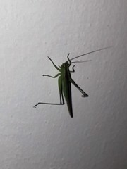 Conocephalus longipes