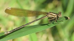 Argia albistigma