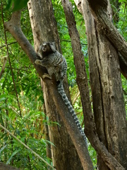Callithrix jacchus × penicillata