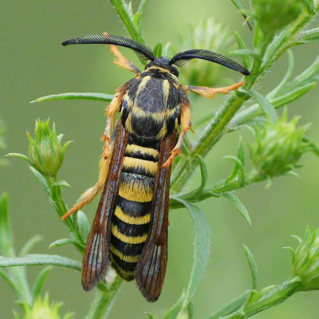Raspberry Crown Borer Moth