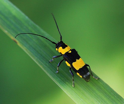Subgenus Glenea · iNaturalist