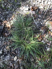 Carex planostachys