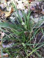 Carex planostachys