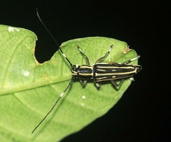 Glenea iphia