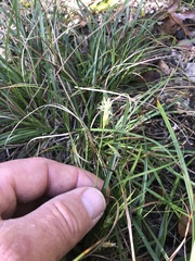 Carex planostachys