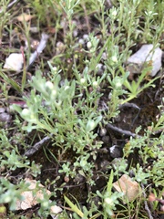 Stylocline gnaphaloides