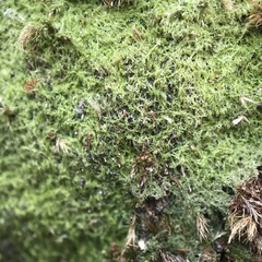 Mniaecia jungermanniae