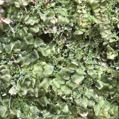 Mniaecia jungermanniae