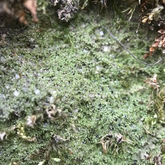 Mniaecia jungermanniae