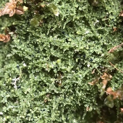 Mniaecia jungermanniae