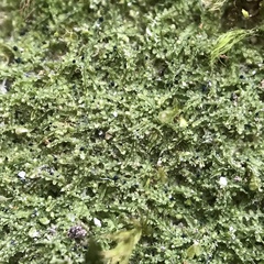 Mniaecia jungermanniae