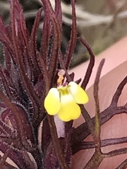 Triphysaria micrantha