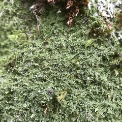 Mniaecia jungermanniae