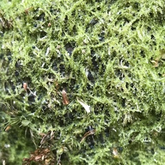 Mniaecia jungermanniae