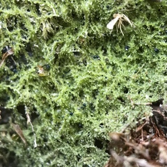 Mniaecia jungermanniae