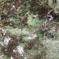 Mniaecia jungermanniae