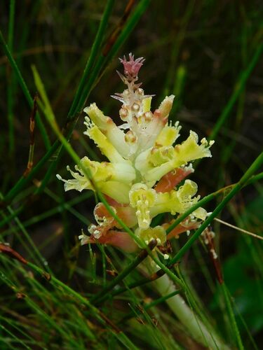 Lachenalia orchioides