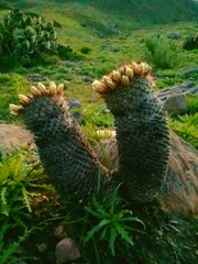 Mammillaria dioica dioica