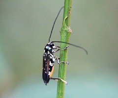 Glenea pulchra
