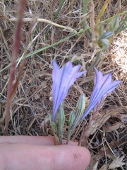 Triteleia laxa