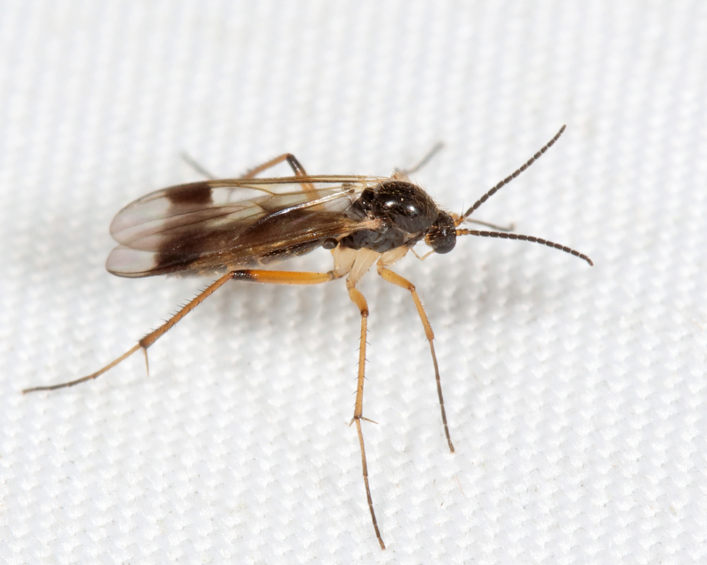 Leia ventralis