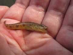 Rhinogobius similis