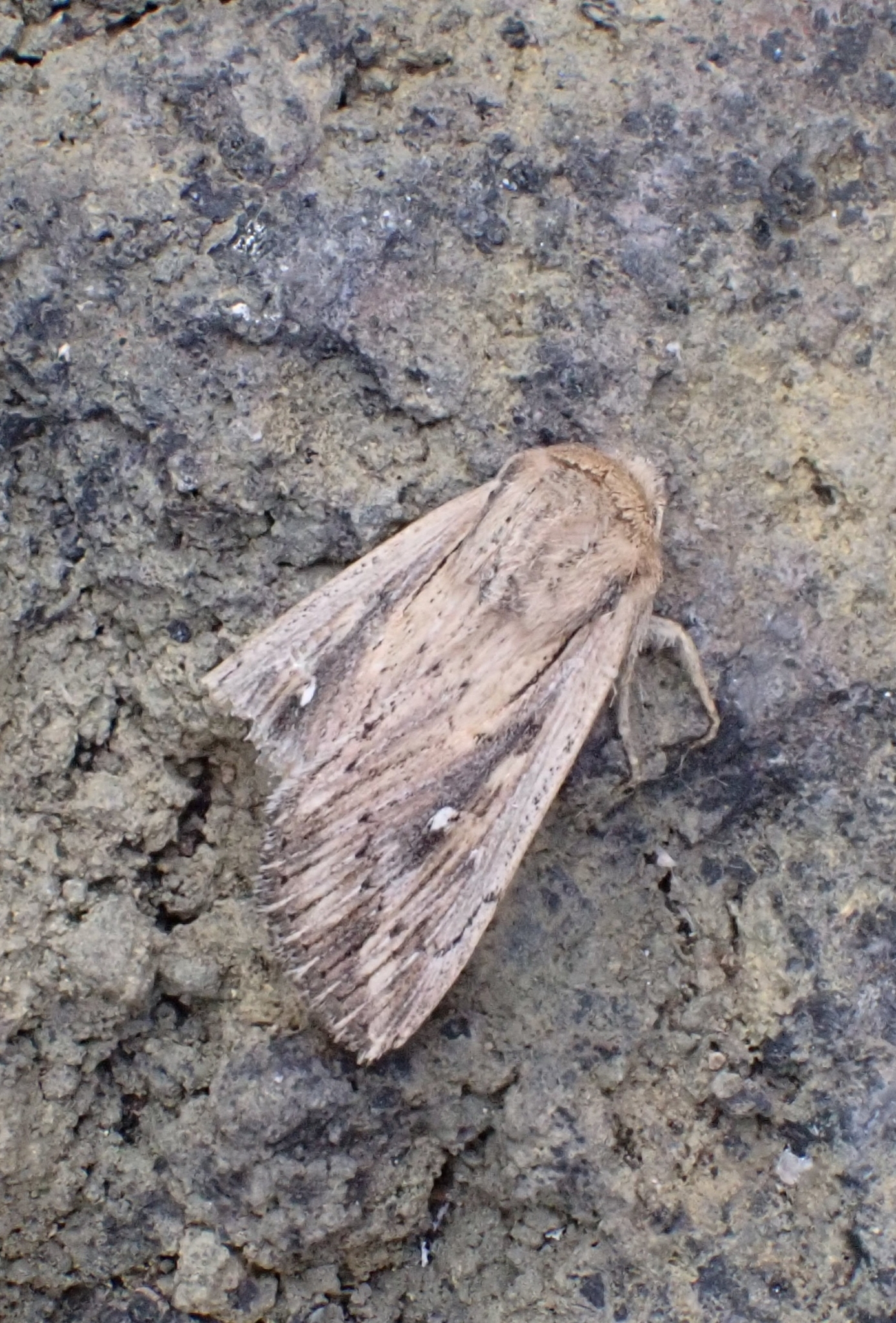 Leucania fortunata