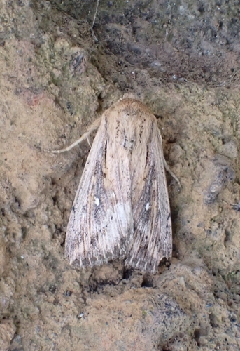 Leucania fortunata