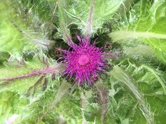 Cirsium scariosum congdonii