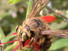 Xylocopa strandi