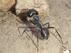Camponotus suffusus