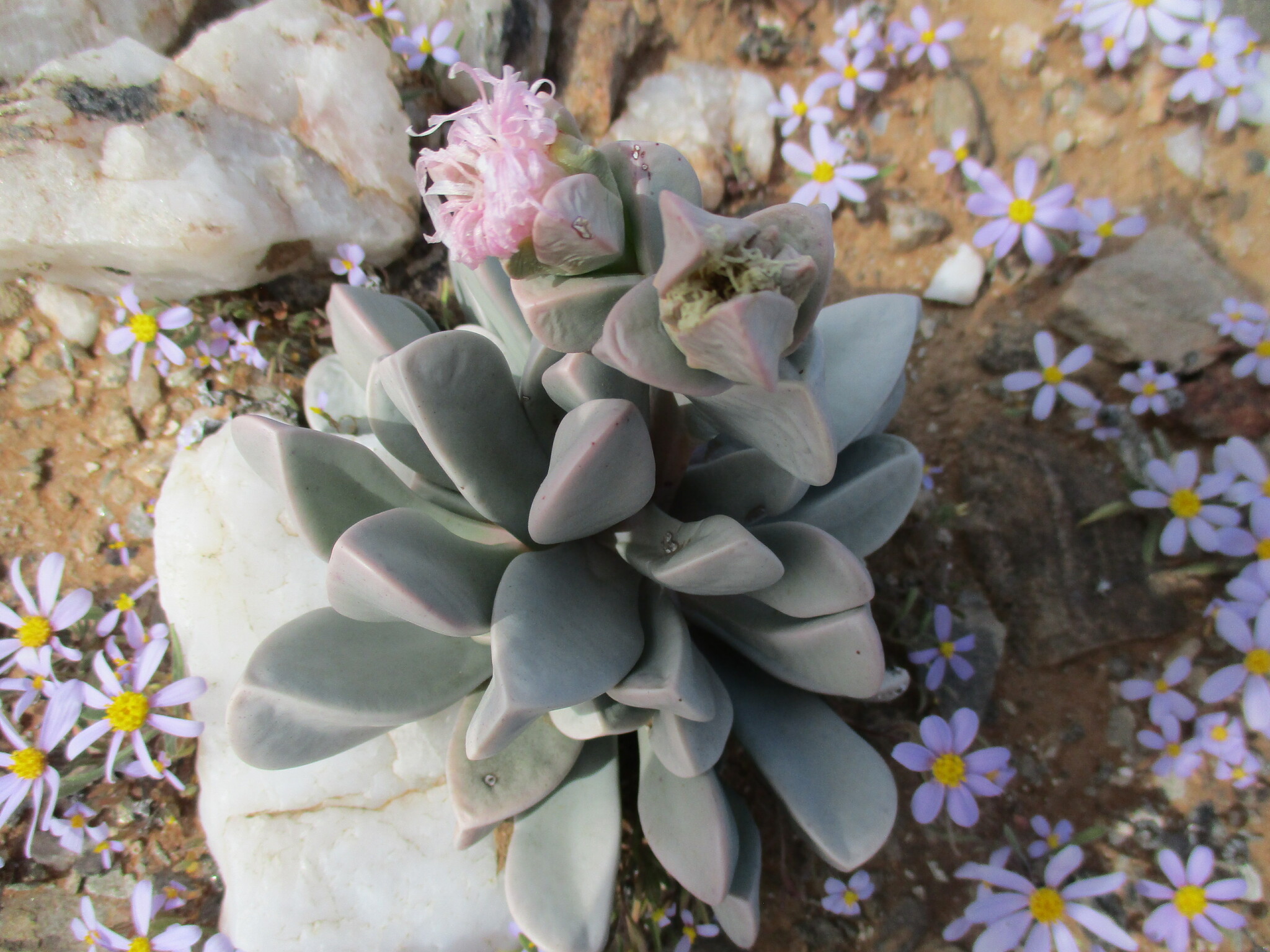 Hartmanthus hallii
