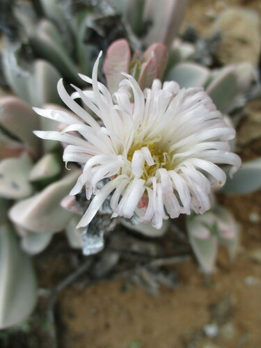Hartmanthus hallii (L.Bolus) S.A.Hammer 3