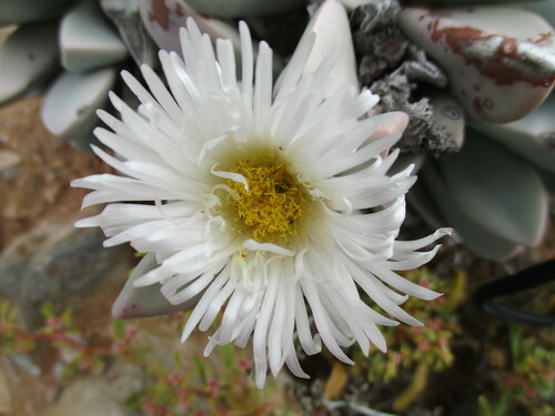 Image of Hartmanthus Hallii (Hartmanthus hallii) by no rights reserved