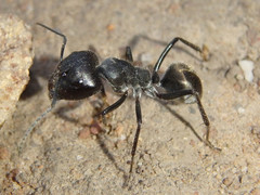 Camponotus suffusus