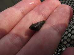 Melanoides tuberculata