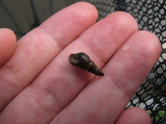 Melanoides tuberculata