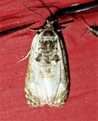 Olethreutes malana
