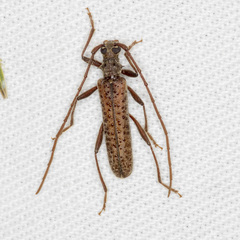 Phlyctaenodes pustulata
