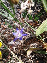 Brodiaea terrestris terrestris