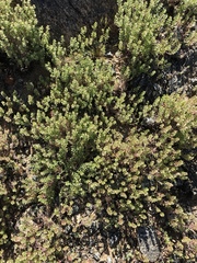 Lepidium lasiocarpum