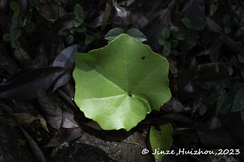 Farfugium japonicum iNat (3)