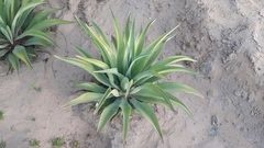 Agave desmettiana