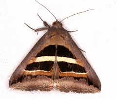 Grammodes occulta