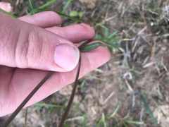 Helenium brevifolium