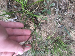 Helenium brevifolium