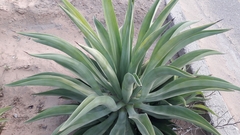 Agave desmettiana