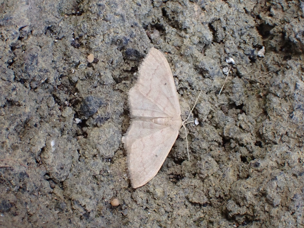 Idaea neglecta