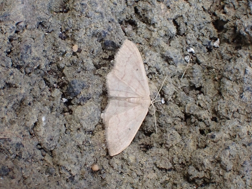 Idaea neglecta